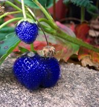 blue-strawberry-1