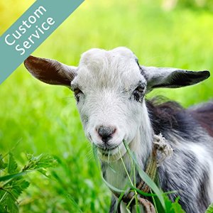 goat-grazing-large
