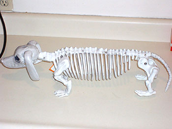 dachsund-skeleton