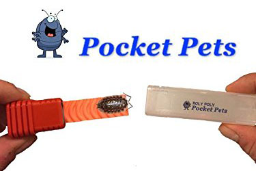 pocket-pets-cockroach-portable