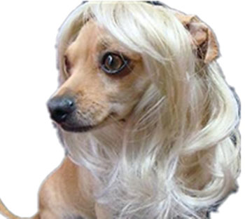 dog-wig